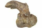 Hadrosaur (Lambeosaurus) Cervical Vertebra - Montana #234561-5